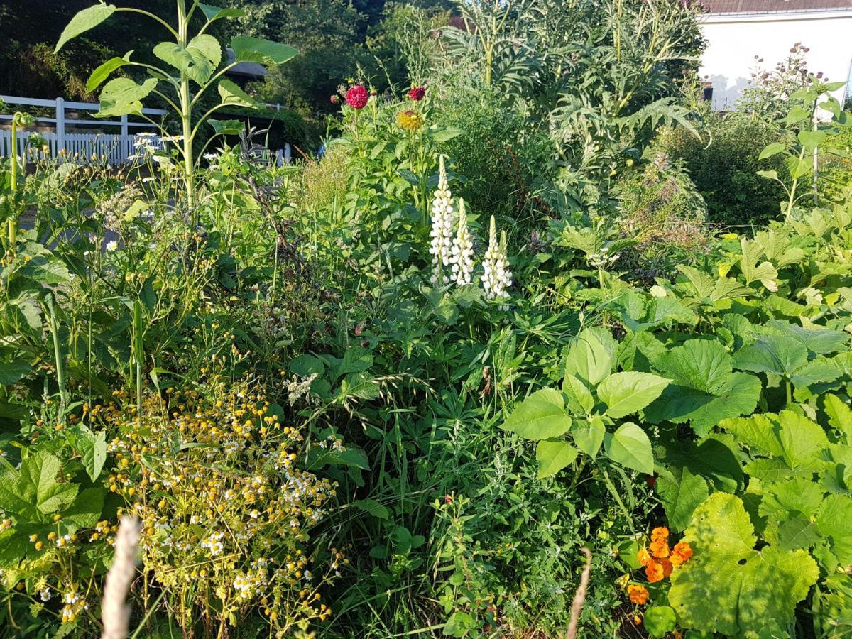 Les Lupins Bed and Breakfast Étretat Eksteriør billede